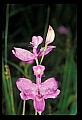 01123-00046-Grass Pink-Calopogon pulchellus.jpg
