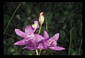 01123-00047-Grass Pink-Calopogon pulchellus.jpg