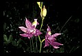 01123-00049-Grass Pink-Calopogon pulchellus.jpg