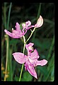 01123-00051-Grass Pink-Calopogon pulchellus.jpg