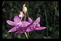01123-00052-Grass Pink-Calopogon pulchellus.jpg