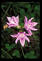 01123-00053-Grass Pink-Calopogon pulchellus.jpg