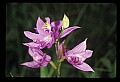 01123-00055-Grass Pink-Calopogon pulchellus.jpg