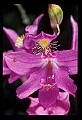 01123-00057-Grass Pink-Calopogon pulchellus.jpg