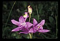 01123-00059-Grass Pink-Calopogon pulchellus.jpg