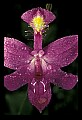 01123-00060-Grass Pink-Calopogon pulchellus.jpg
