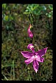 01123-00062-Grass Pink-Calopogon pulchellus.jpg