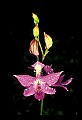 01123-00066-Grass Pink-Calopogon pulchellus.jpg
