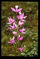 01123-00067-Grass Pink-Calopogon pulchellus.jpg