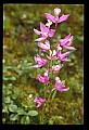 01123-00068-Grass Pink-Calopogon pulchellus.jpg