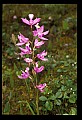 01123-00069-Grass Pink-Calopogon pulchellus.jpg