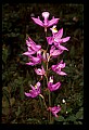 01123-00070-Grass Pink-Calopogon pulchellus.jpg