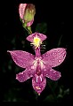 01123-00073-Grass Pink-Calopogon pulchellus.jpg