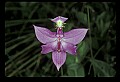 01123-00074-Grass Pink-Calopogon pulchellus.jpg