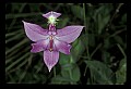 01123-00075-Grass Pink-Calopogon pulchellus.jpg