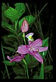 01123-00076-Grass Pink-Calopogon pulchellus s.jpg