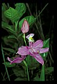 01123-00076-Grass Pink-Calopogon pulchellus.jpg