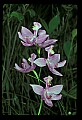 01123-00077-Grass Pink-Calopogon pulchellus.jpg