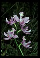 01123-00078-Grass Pink-Calopogon pulchellus.jpg