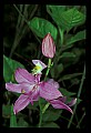 01123-00080-Grass Pink-Calopogon pulchellus.jpg