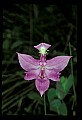 01123-00081-Grass Pink-Calopogon pulchellus.jpg