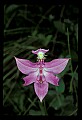 01123-00082-Grass Pink-Calopogon pulchellus.jpg