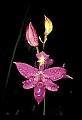 01123-00084-Grass Pink-Calopogon pulchellus.jpg