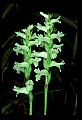 01130-00001-Nodding Ladies Tresses.jpg