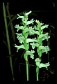 01130-00002-Nodding Ladies Tresses.jpg