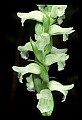 01130-00003-Nodding Ladies Tresses.jpg