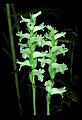 01130-00004-Nodding Ladies Tresses.jpg