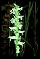 01130-00005-Nodding Ladies Tresses.jpg