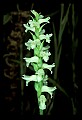 01130-00006-Nodding Ladies Tresses.jpg
