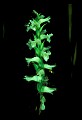 01130-00007-Nodding Ladies Tresses.jpg
