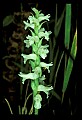 01130-00008-Nodding Ladies Tresses.jpg
