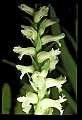 01130-00009-Nodding Ladies Tresses.jpg