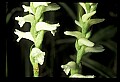01130-00010-Nodding Ladies Tresses.jpg