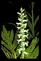 01130-00011-Nodding Ladies Tresses.jpg