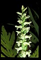 01130-00012-Nodding Ladies Tresses.jpg