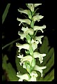 01130-00013-Nodding Ladies Tresses.jpg