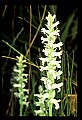 01130-00014-Nodding Ladies Tresses.jpg
