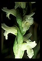 01130-00015-Nodding Ladies Tresses.jpg