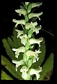 01130-00016-Nodding Ladies Tresses.jpg