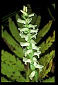 01130-00017-Nodding Ladies Tresses.jpg