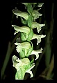 01130-00018-Nodding Ladies Tresses.jpg