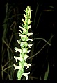 01130-00019-Nodding Ladies Tresses.jpg