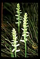 01130-00020-Nodding Ladies Tresses.jpg