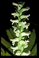 01130-00021-Nodding Ladies Tresses.jpg