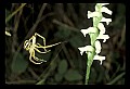 01130-00023-Nodding Ladies Tresses.jpg