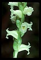01130-00025-Nodding Ladies Tresses.jpg
